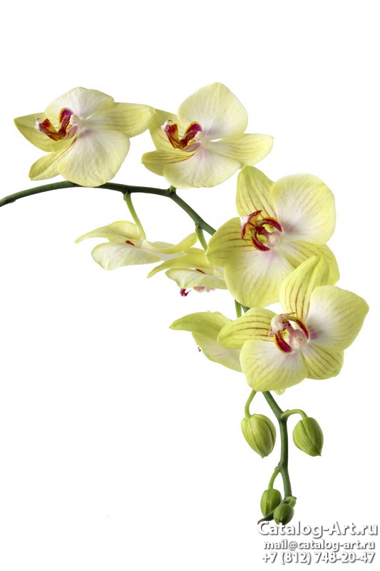 Натяжные потолки с фотопечатью - Желтые и бежевые орхидеи 12
